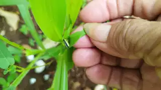 Presencia del gusano cogollero en las milpas de José María Morelos