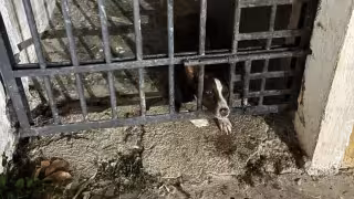 Denuncian maltrato animal por las condiciones insalubres donde encierran a la mascota comunitaria