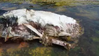 Recala ejemplar marino en Mahahual