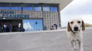 El Tren Maya impulsa turismo y vida comunitaria en Campeche