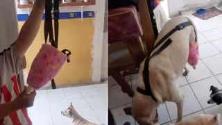 Perrita con prótesis hecha con una botella de plástico es buscada para regalarle el aparato adecuado