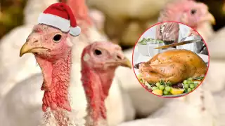 La venta de pavos indios ha comenzado en Campeche, con precios entre 1,200 y 1,500 pesos por ave