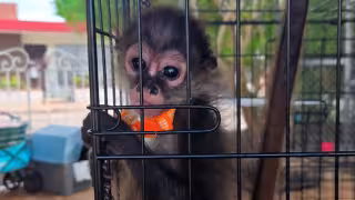 Un mono araña fue rescatado en el tianguis de San Roque de Mérida