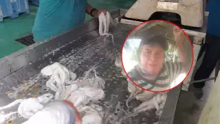 Isleños de Isla Arena denunciaron que casi no hay pulpo en el inicio de temporada.