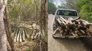 Investiga PROFEPA tala ilegal en rancho de ex comisario ejidal en Tenabo