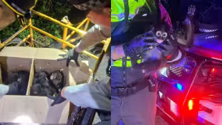 Se estima en los próximos 30 años, la población del mono araña sufrirá un declive del 60%