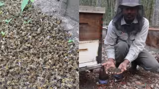 Apicultor de Hopelchén denuncia el uso de plaguicidas prohibidos.
