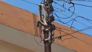 La boa subió al poste y murió electrocutada