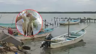 Capturas de pulpo bajan en Sabancuy: Piden vigilancia ante saqueo de buzos