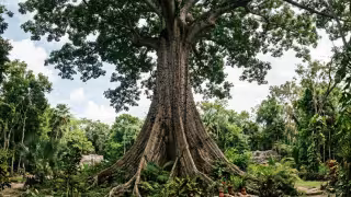 La ceiba es un árbol importante en Yucatán