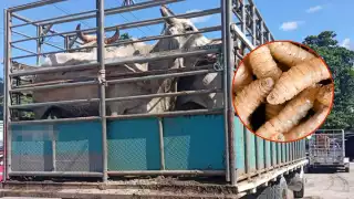 Crece el brote de gusano barrenador en Campeche; productores piden liberar moscas estériles