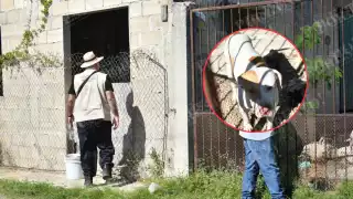 Fiscalía investiga presunto criadero clandestino de pitbulls en IMI 2, Campeche.