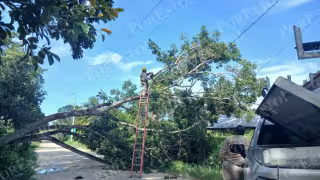Los fuertes vientos provocaron la caída de un árbol de caoba en la colonia Francisco Villa de Escárcega.