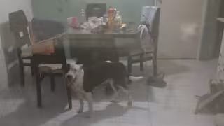 Perro de raza pitbull ingresa a vivienda en Vistana y ataca a otro can.