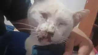 Indigna a vecinos de la colonia Miraflores ataque con dolo a Nieves, un gato doméstico de la localidad