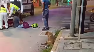 Una perrita fue atropellada por un motociclista la noche del miércoles en avenida Gobernadores, en Campeche.