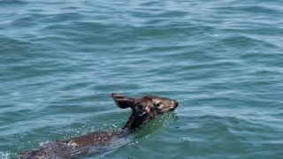 El venado fue rescatado y trasladado a tierra firme en El Cuyo