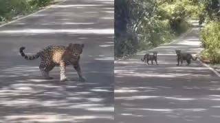 Jaguares son captados cruzando carretera en la Reserva de la Biosfera de Calakmul