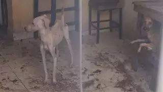 La FGE reiteró su compromiso con la protección y el bienestar animal