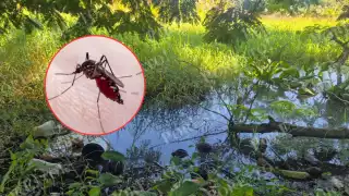Habitantes de distintas colonias alertan sobre el riesgo de enfermedades como dengue, zika y chikungunya.