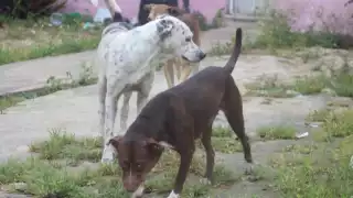 Menor de edad sufrió mordida de perro callejero en poblado de Sergio Butró Casas, habitantes del ejido piden a autoridades atender la sobrepoblación de perros callejeros