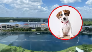 Ameba comecerebros en Mérida: esto se sabe sobre el riesgo para mascotas en Plaza La Isla