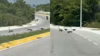 Captan a grupo de coatíes cruzando avenida en Campeche; piden a conductores bajar la velocidad