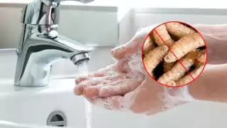 Día Mundial de la Higiene: alertan en Campeche por casos de gusano barrenador