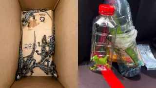 Todas estas especies se encuentran listadas en la Norma Oficial Mexicana NOM-059-SEMARNAT-2010