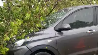 Varios árboles y ramas cayeron sobre autos estacionados en Mérida