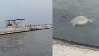 Ciudadano reporta hallazgo de una tortuga Carey muerta en la zona de Tío Fito, Campeche.