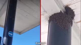 Protección Civil interviene tras ataque de abejas en gasolinera de Isla Aguada–Sabancuy