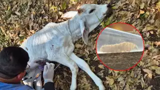 Campeche restringe traslado de ganado ante brote de gusano barrenador