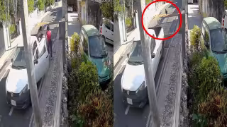 Se informó que los canes fueron rescatados por la Unidad de Protección Animal del Ayuntamiento de Mérida