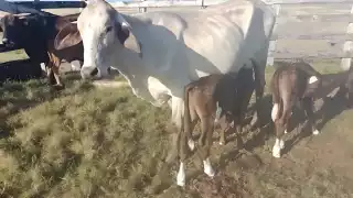 SENASICA confirmó la presencia del gusano barrenador en ganado tras un resultado positivo en una muestra tomada a un becerro