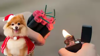 Pirotecnia: contaminación, ansiedad y accidentes en animales y adultos mayores