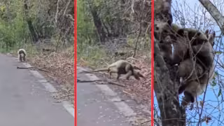 Inusual y tierno: captan tamandúa con su cría cruzando carretera en Calakmul