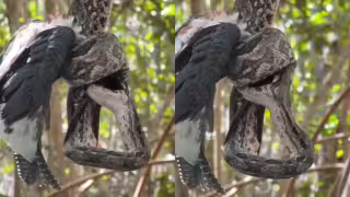 La boa no es una serpiente venenosa