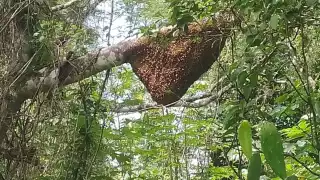 Una de las causas de los ataques de estos himenópteros es por proteger sus colmenas. 