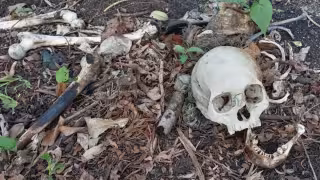 Osamenta descubierta por los dueños de un predio en Escárcega