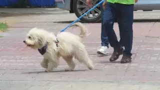 Las heridas abiertas, sangre o secreciones atraen a los parásitos