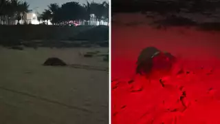 Voluntarios y Autoridades Salvan Nido de Tortuga en Peligro Crítico