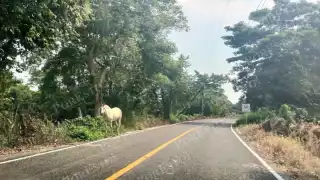 Seguridad en pausa: animales cruzan carretera y preocupan a automovilistas