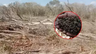 La aplicación de agroquímicos y la desforestación agresiva afectan la producción de miel en Los Chenes.