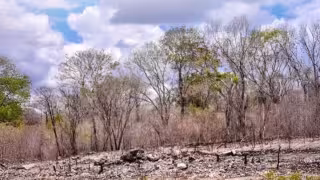La falta de precipitaciones regulares en algunas zonas de la región ha dejado la tierra árida