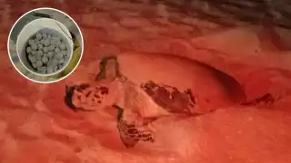 Durante la presente temporada de desove y anidación se han logrado resguardar decenas de huevos