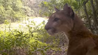 El puma es el segundo depredador de mayor tamaño en la Península de Yucatán después del jaguar