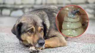 Aumentan casos de gusano barrenador en Campeche: perros y gatos en mayor riesgo