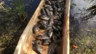 De 100 a 60 pesos: la mojarra baja su costo en fin de año