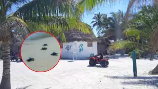 Se registraron 6 mil 010 nidos y 423 mil 786 huevos protegidos en los nueve campamentos tortugueros del estado.